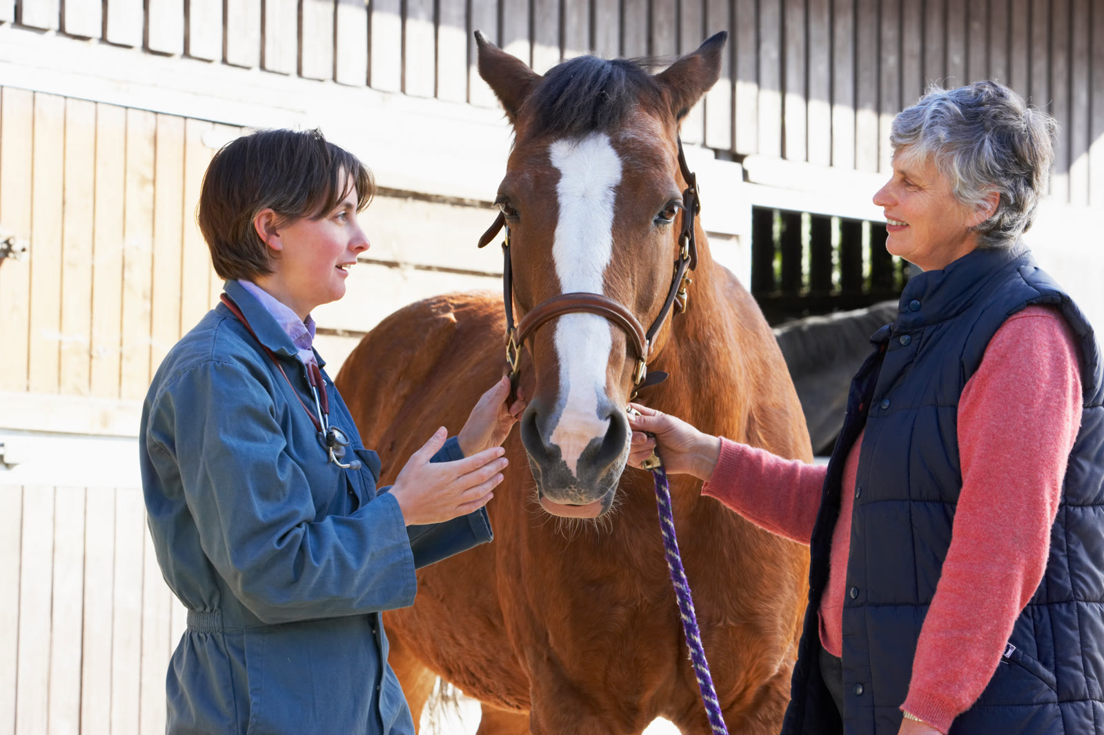 A vet examining a horse with its owner