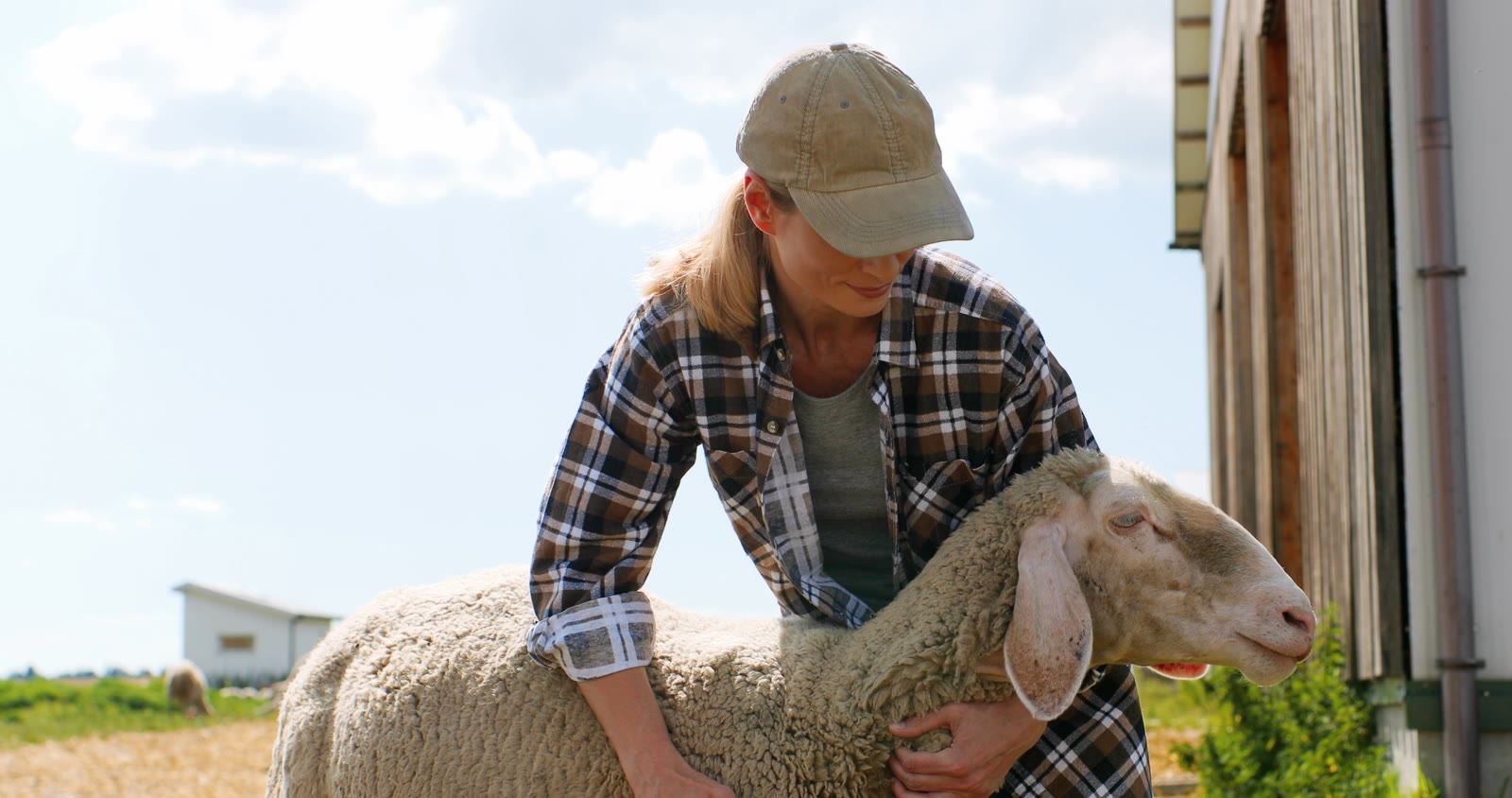 A farmer tending to a sheep